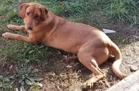 Female 2, a female Labrador Retriever for sale in Kalama, WA – 5 of 9