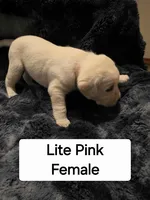 Lite Pink , a female Labrador Retriever for sale in Kalama, WA – 3 of 7