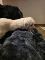 Lite Pink , a female Labrador Retriever for sale in Kalama, WA – 4 of 7