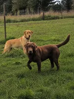 Yellow Collar, a female Labrador Retriever for sale in Kalama, WA – 4 of 4