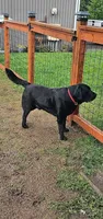 Orange Collar, a male Labrador Retriever for sale in Kalama, WA – Photo 7 of 9