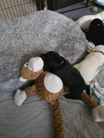 Orange Collar, a male Labrador Retriever for sale in Kalama, WA – Photo 2 of 9