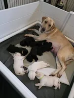 Orange Collar, a male Labrador Retriever for sale in Kalama, WA – Photo 5 of 9