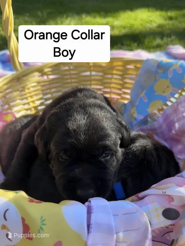 Orange Collar, a male Labrador Retriever for sale in Kalama, WA – Photo 1 of 9
