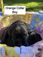 Orange Collar, a male Labrador Retriever for sale in Kalama, WA – Photo 1 of 9