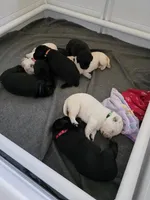 Orange Collar, a male Labrador Retriever for sale in Kalama, WA – Photo 3 of 9