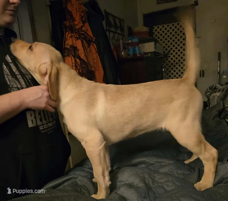 Female 1 – Labrador Retriever puppy for sale in Kalama, WA