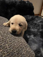 Willow Hot Pink, a female Labrador Retriever for sale in Kalama, WA – 2 of 5