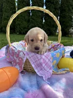 Purple Collar, a female Labrador Retriever for sale in Kalama, WA – Photo 3 of 9