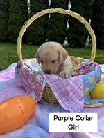 Purple Collar, a female Labrador Retriever for sale in Kalama, WA – Photo 4 of 9