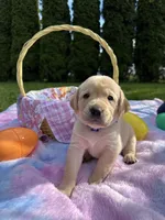 Purple Collar, a female Labrador Retriever for sale in Kalama, WA – Photo 2 of 9