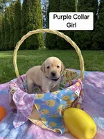 Purple Collar, a female Labrador Retriever for sale in Kalama, WA – Photo 1 of 9