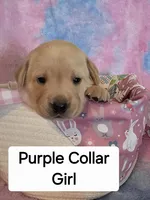 Purple Collar, a female Labrador Retriever for sale in Kalama, WA – Photo 7 of 9