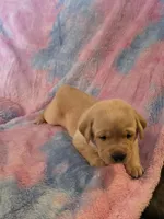 Purple Collar, a female Labrador Retriever for sale in Kalama, WA – Photo 6 of 9