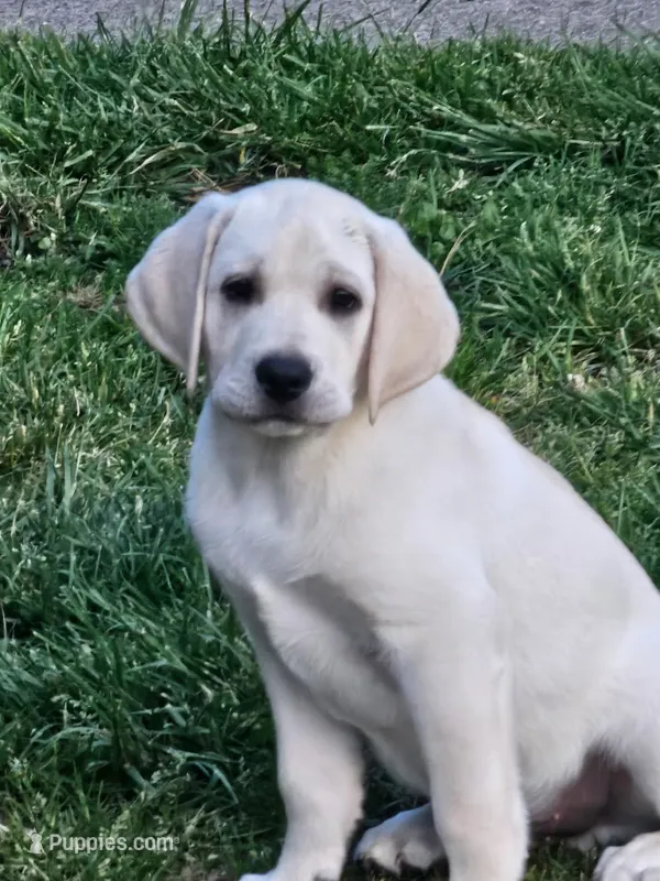Green Collar – Labrador Retriever puppy for sale in Kalama, WA