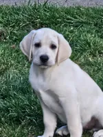 Green Collar, a male Labrador Retriever for sale in Kalama, WA – 1 of 7