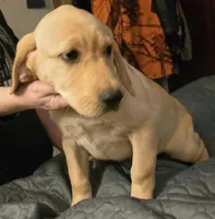 Female 2, a female Labrador Retriever for sale in Kalama, WA – 4 of 9