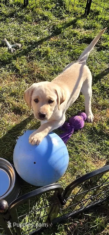 Red Collar  – Labrador Retriever puppy for sale in Kalama, WA