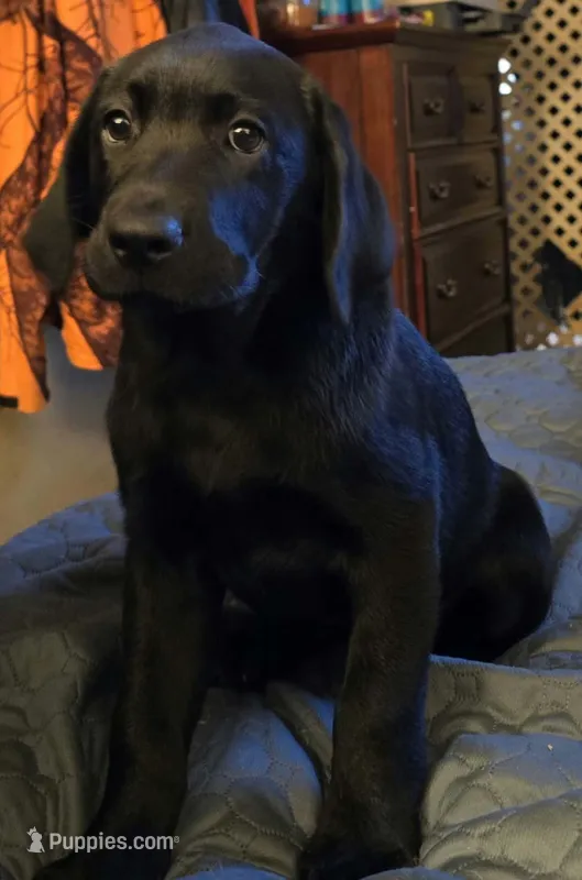 Black female – Labrador Retriever puppy for sale in Kalama, WA