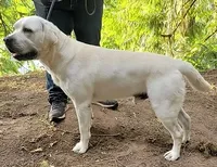 Male 2, a male Labrador Retriever for sale in Kalama, WA – 5 of 7