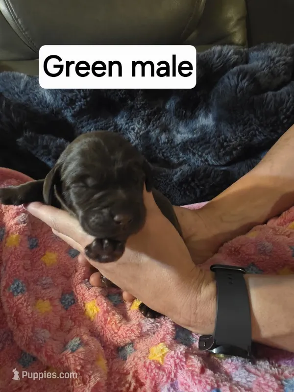 Green Collar – Labrador Retriever puppy for sale in Kalama, WA