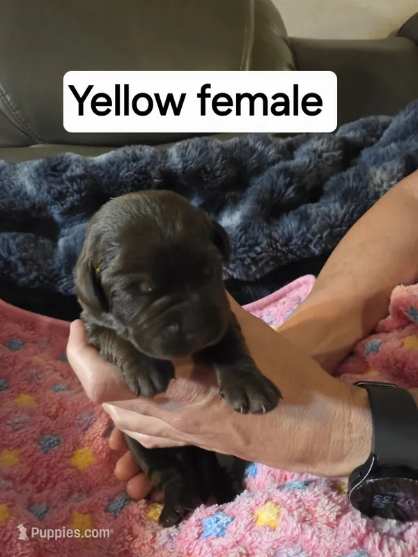 Yellow Collar – Labrador Retriever puppy for sale in Kalama, WA