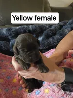 Yellow Collar, a female Labrador Retriever for sale in Kalama, WA – 1 of 4