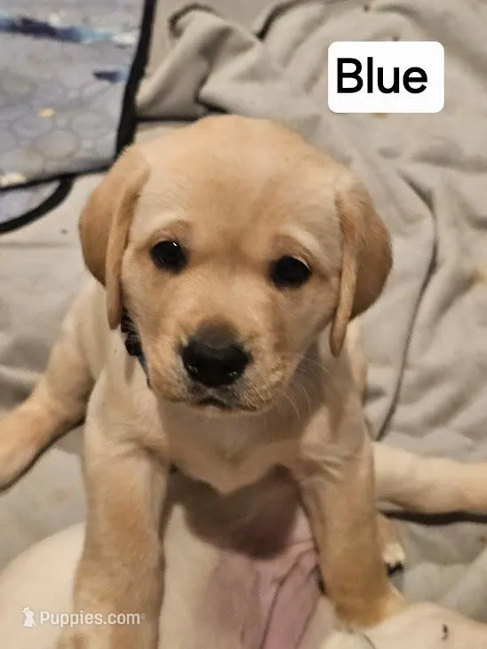 Blue Collar – Labrador Retriever puppy for sale in Kalama, WA