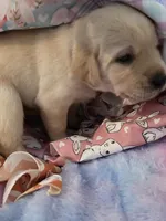 Blue Collar, a female Labrador Retriever for sale in Kalama, WA – Photo 5 of 7
