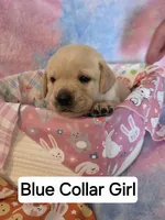Blue Collar, a female Labrador Retriever for sale in Kalama, WA – Photo 4 of 7