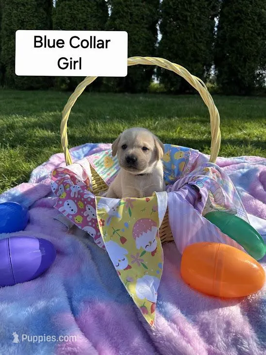 Blue Collar – Labrador Retriever puppy for sale in Kalama, WA