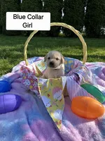 Blue Collar, a female Labrador Retriever for sale in Kalama, WA – Photo 1 of 7