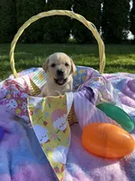 Blue Collar, a female Labrador Retriever for sale in Kalama, WA – Photo 2 of 7