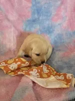 Blue Collar, a female Labrador Retriever for sale in Kalama, WA – Photo 3 of 7