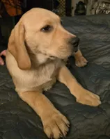 Yellow Male 1, a male Labrador Retriever for sale in Kalama, WA – 3 of 8