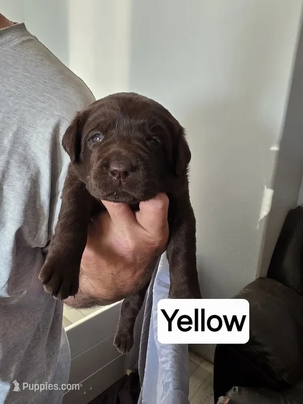 Yellow Collar – Labrador Retriever puppy for sale in Kalama, WA