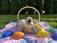 Green Collar, a male Labrador Retriever for sale in Kalama, WA – Photo 2 of 8