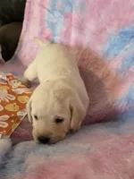 Green Collar, a male Labrador Retriever for sale in Kalama, WA – Photo 6 of 8