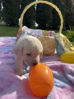 Green Collar, a male Labrador Retriever for sale in Kalama, WA – Photo 4 of 8