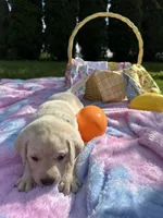 Green Collar, a male Labrador Retriever for sale in Kalama, WA – Photo 3 of 8