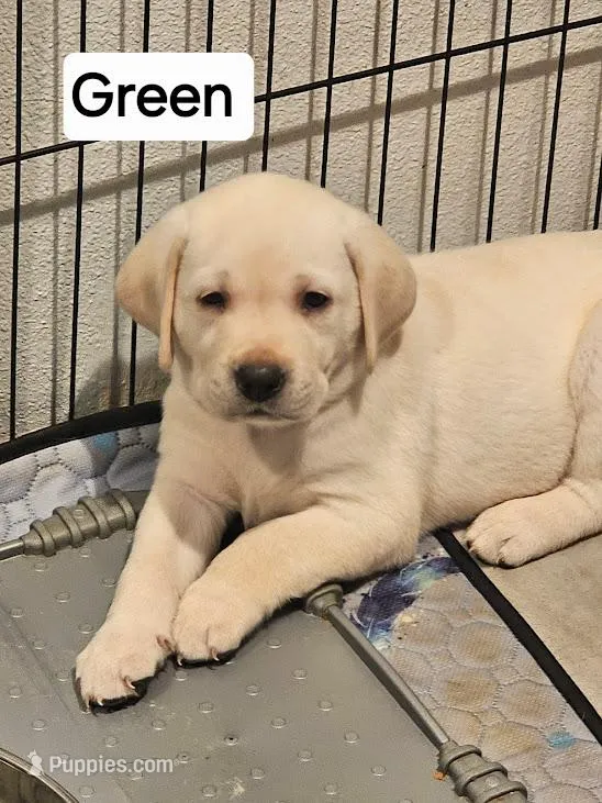 Green Collar – Labrador Retriever puppy for sale in Kalama, WA