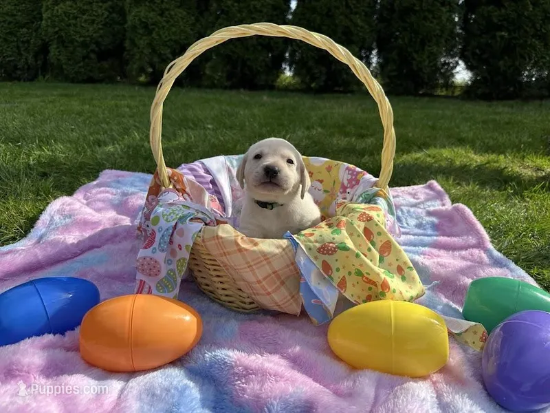 Green Collar – Labrador Retriever puppy for sale in Kalama, WA