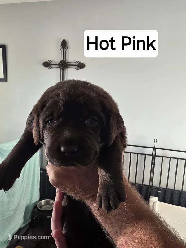 Hot Pink  – Labrador Retriever puppy for sale in Kalama, WA