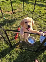 Blue Collar, a female Labrador Retriever for sale in Kalama, WA – 3 of 8