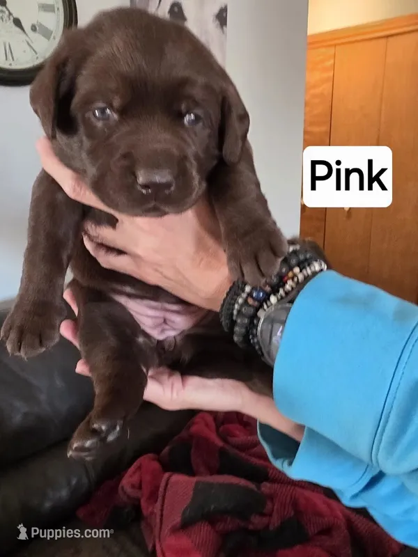 Pink collar – Labrador Retriever puppy for sale in Kalama, WA