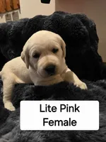 Lite Pink , a female Labrador Retriever for sale in Kalama, WA – 1 of 7