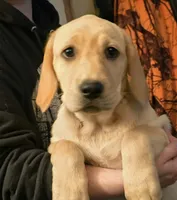 Female 2, a female Labrador Retriever for sale in Kalama, WA – 1 of 9
