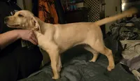 Female 2, a female Labrador Retriever for sale in Kalama, WA – 3 of 9