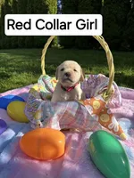 Red Collar , a female Labrador Retriever for sale in Kalama, WA – Photo 1 of 6