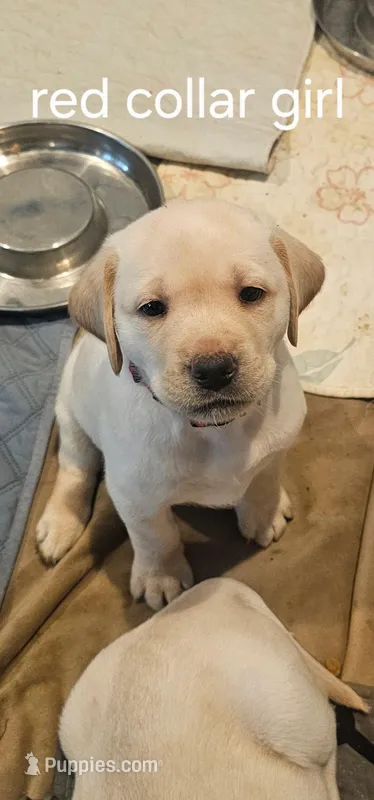 Red Collar  – Labrador Retriever puppy for sale in Kalama, WA